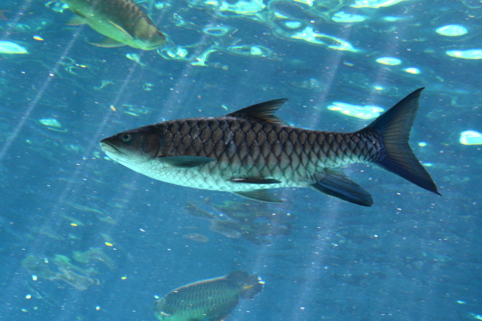 Humpback Mahseer (Hypselobarbus mussullah)