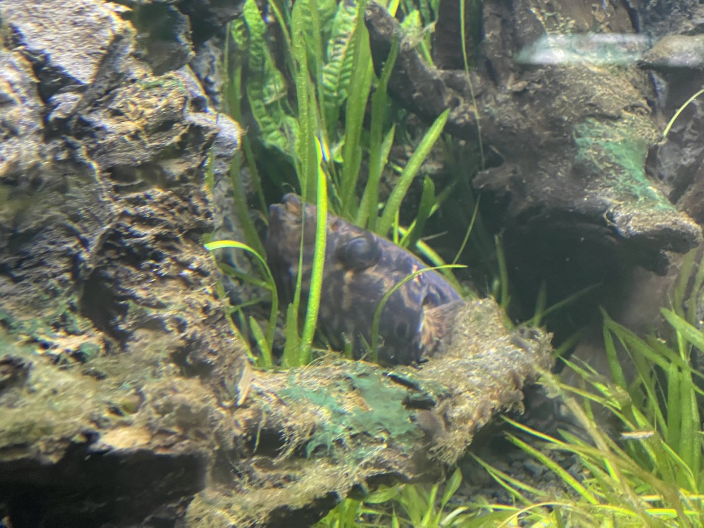 humpback puffer (pao palembangensis) - dunia air tawar