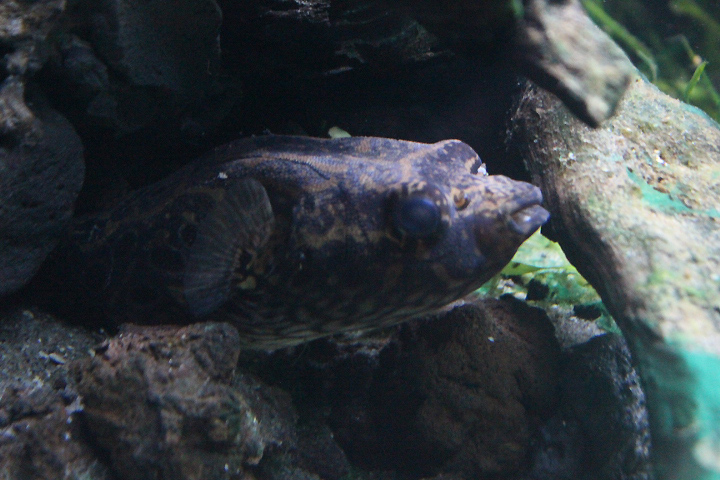 Humpback puffer (Pao palembangensis)