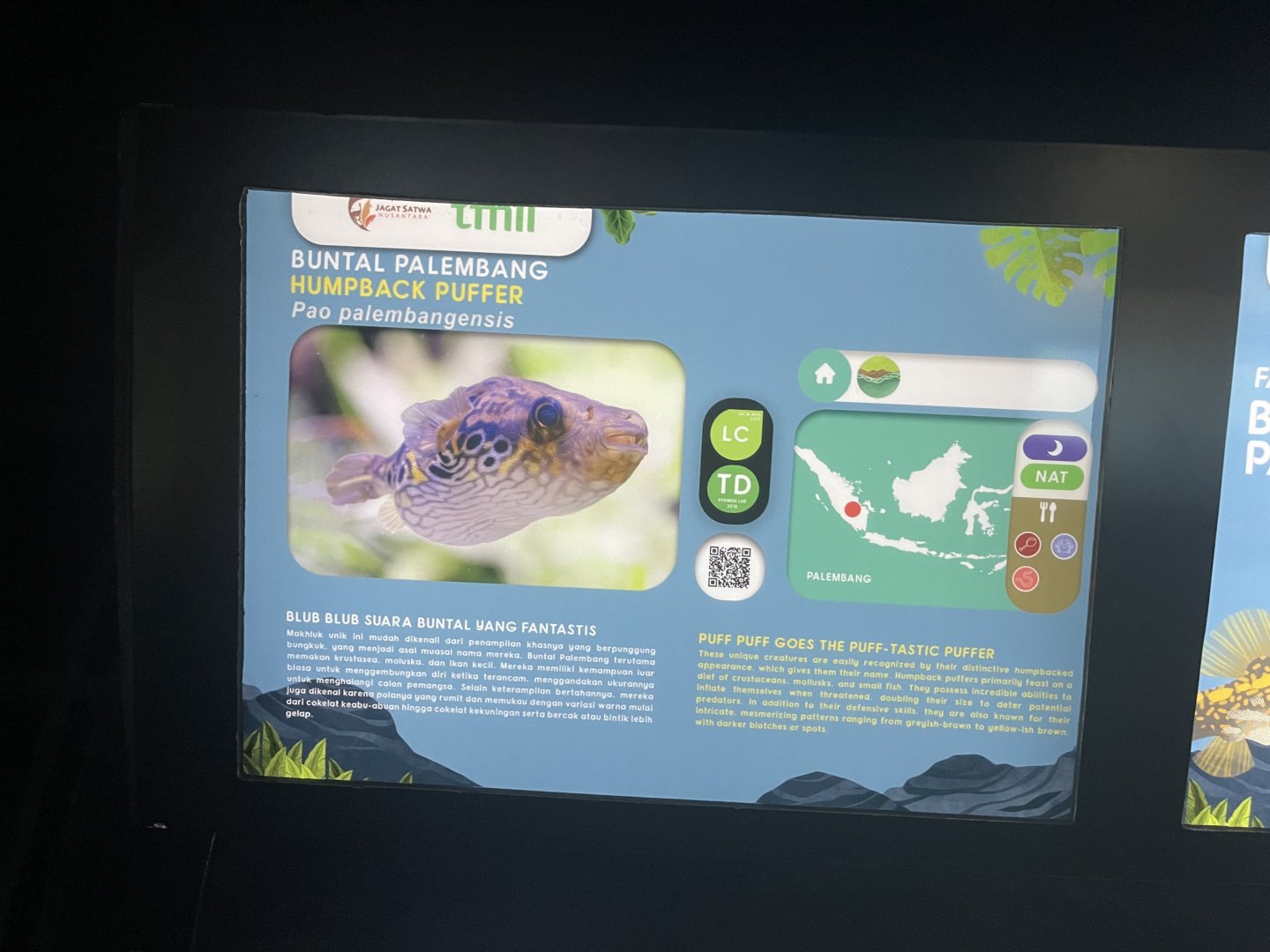 humpback puffer signage (1) - dunia air tawar