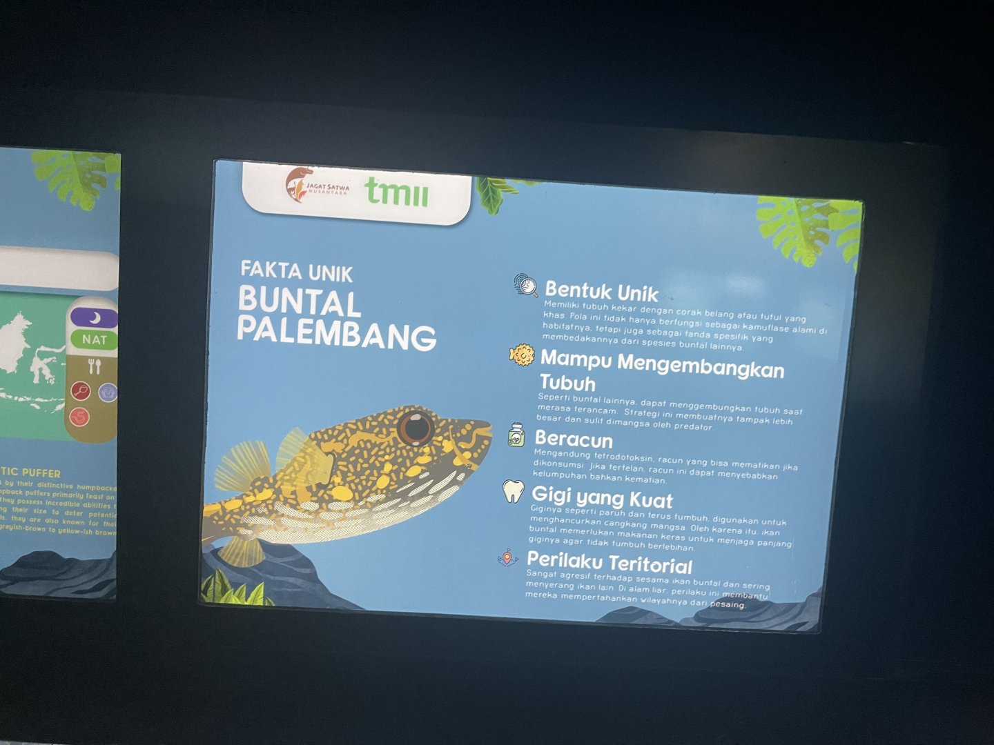 humpback puffer signage (2) - dunia air tawar
