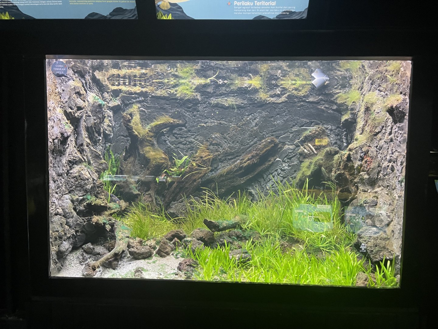 humpback puffer tank - dunia air tawar