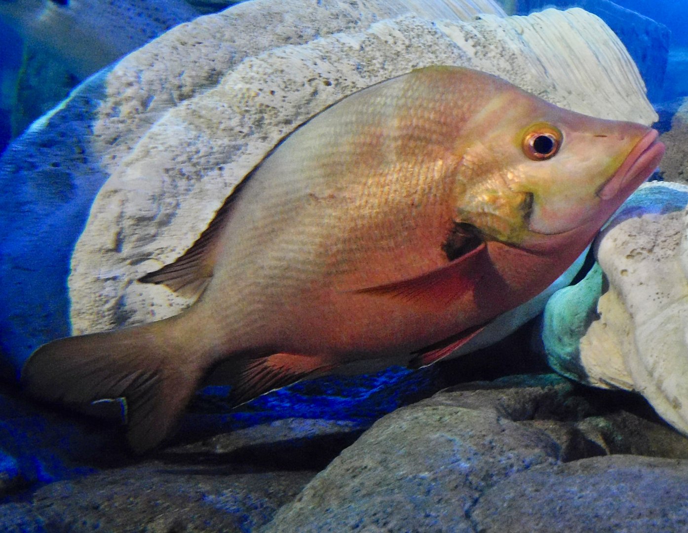 Humpback Red Snapper (Lutjanus gibbus) October 26, 2025