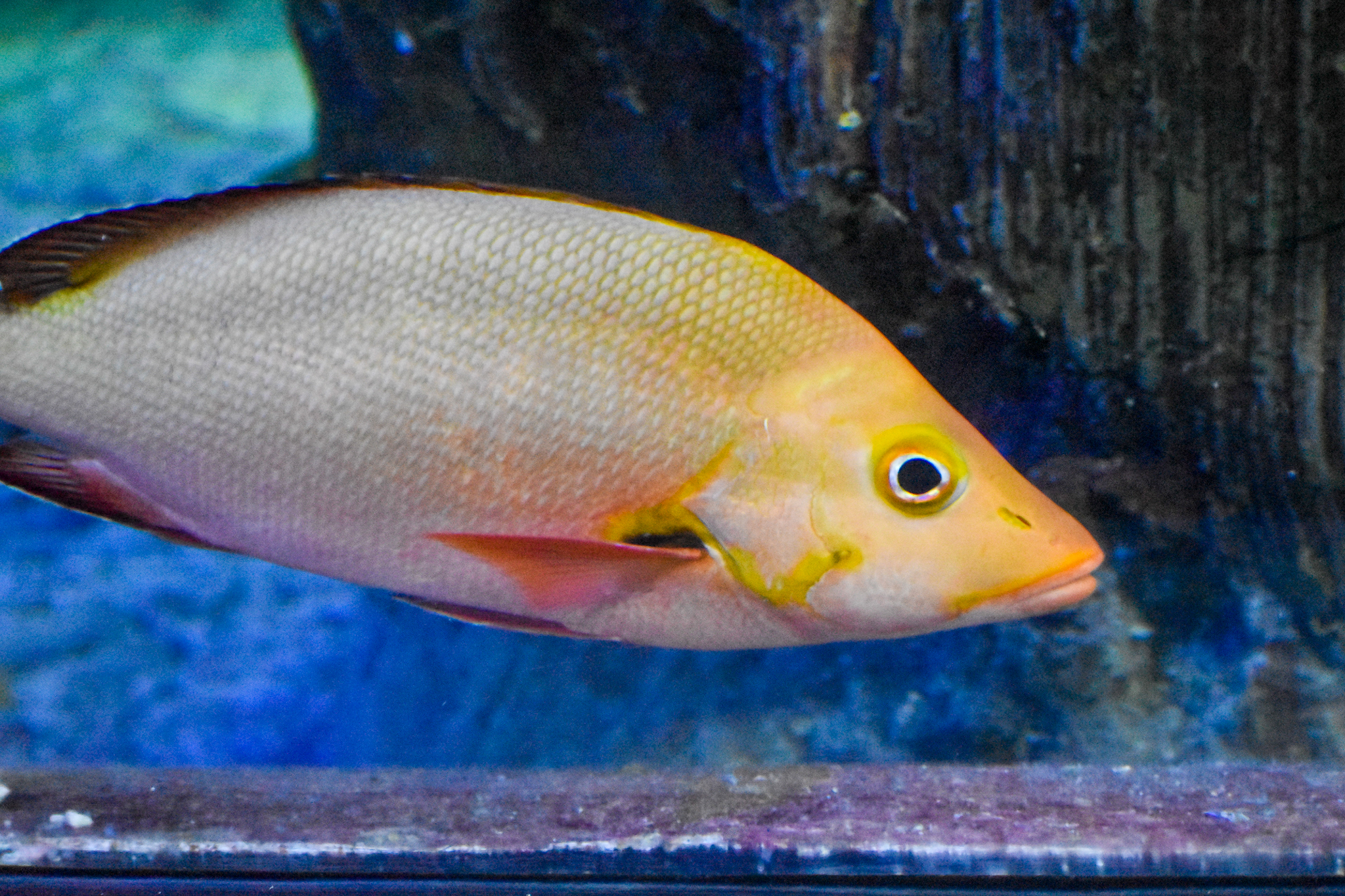 Humpback Red Snapper (Lutjanus gibbus)