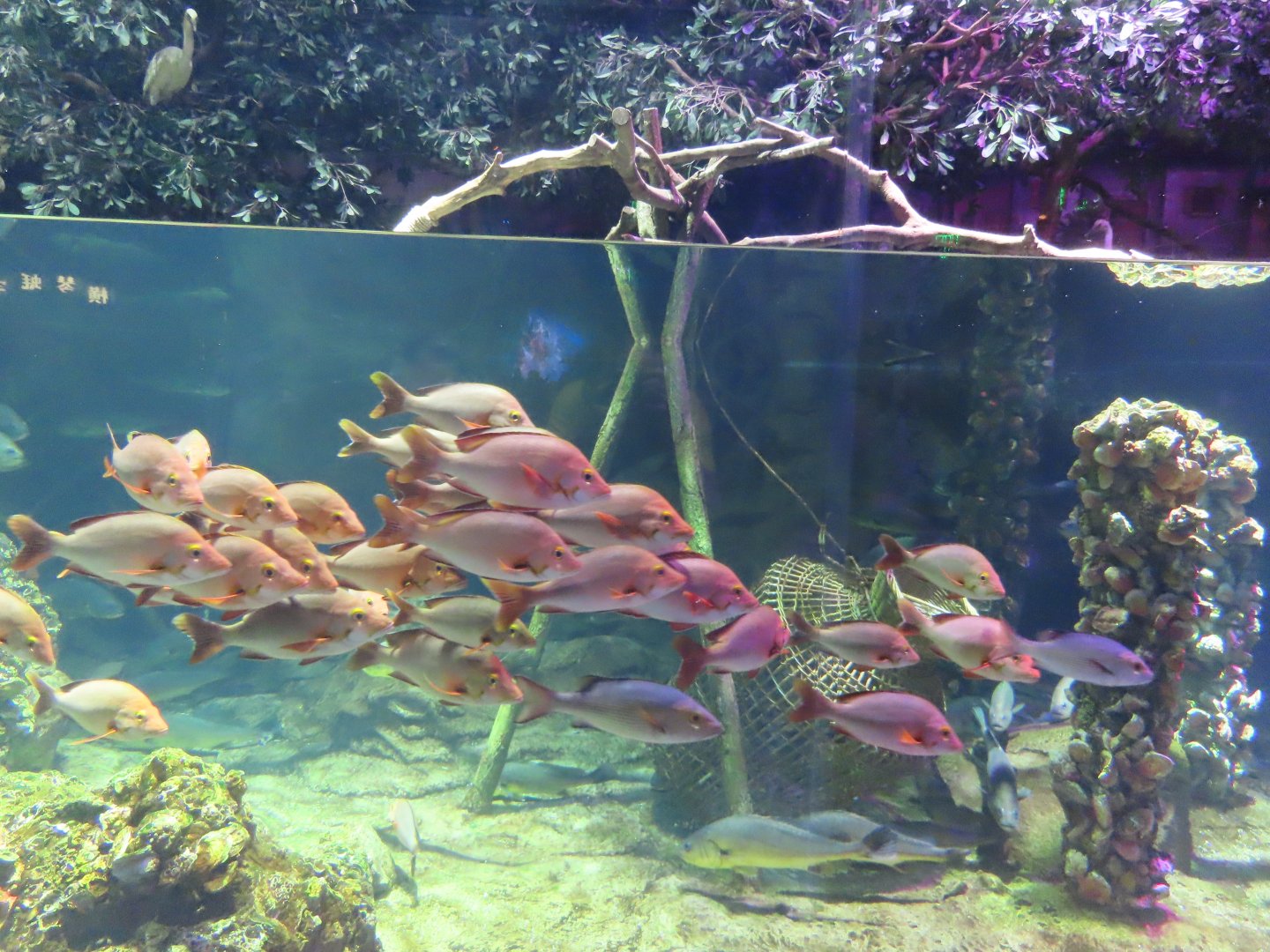 Humpback red snapper (Lutjanus gibbus)