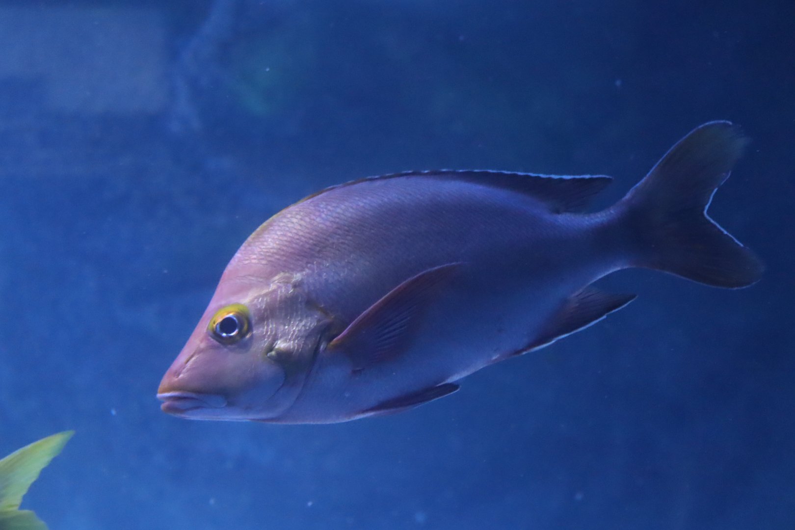 Humpback Red Snapper