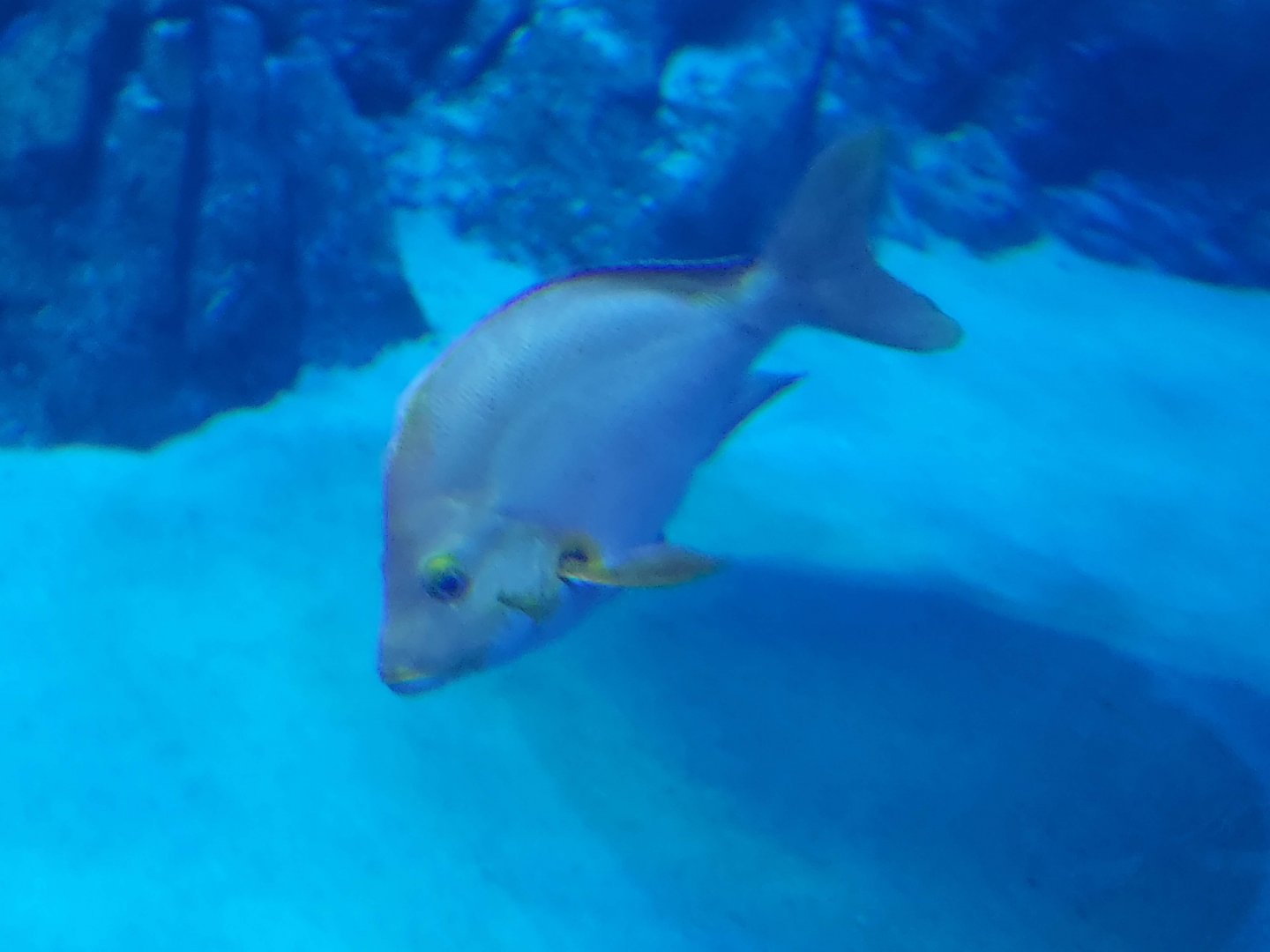 Humpback Red Snapper