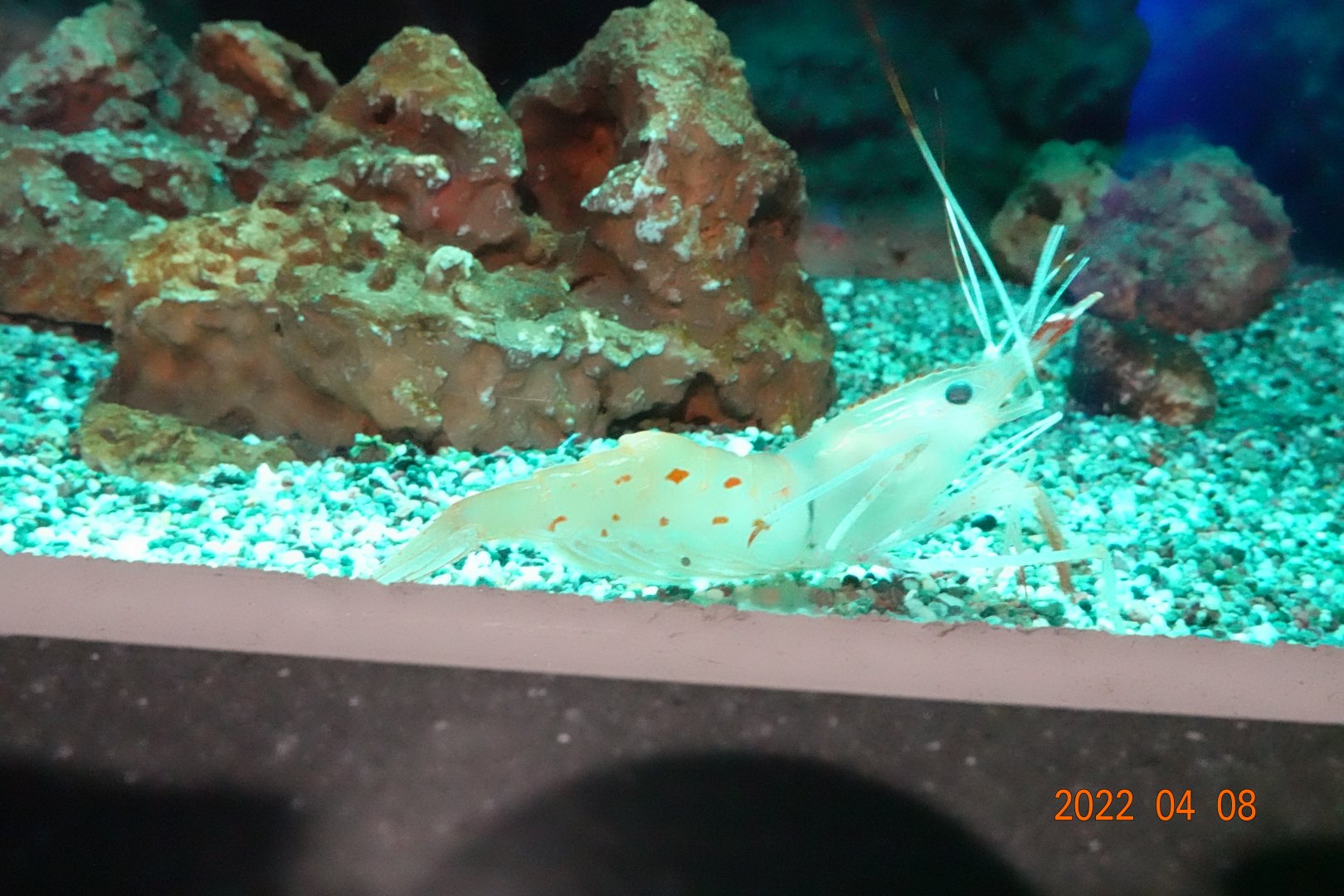 Humpback Shrimp (Pandalus hypsinotis)-Xpark