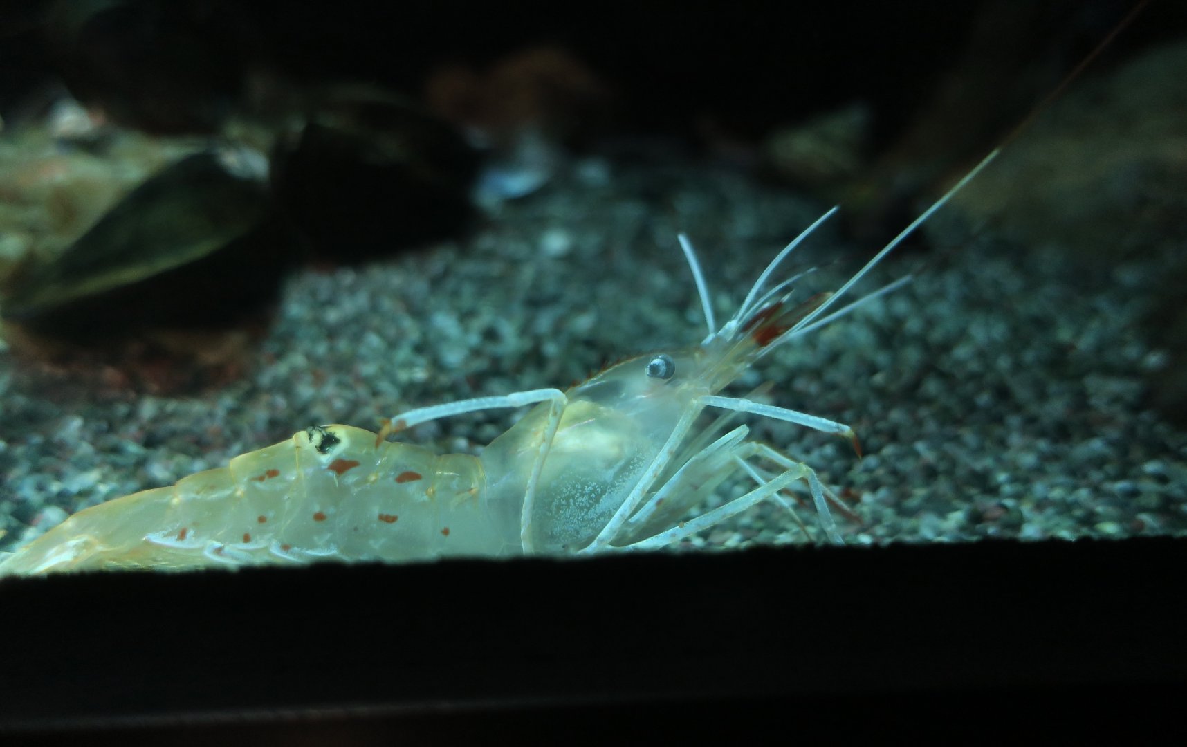 Humpback Shrimp (Pandalus hypsinotus) - Xpark
