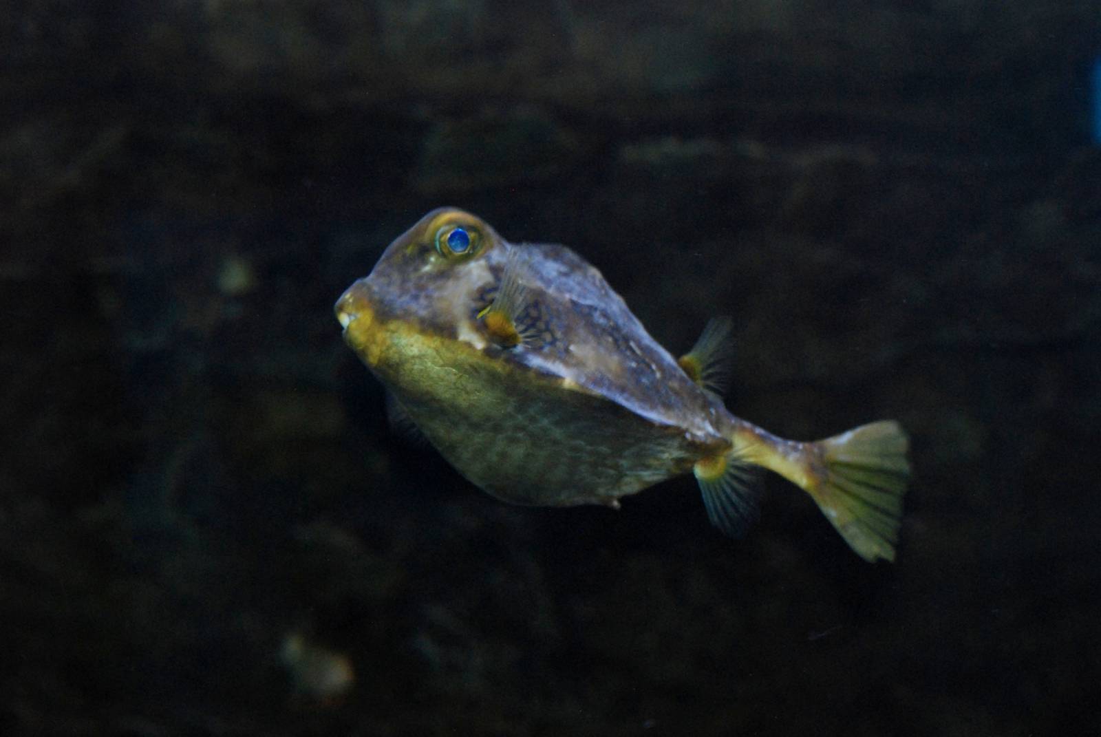 Humpback Turretfish at Skegness, 11/11/12