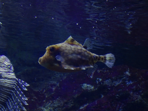 Humpback Turretfish, march 2017