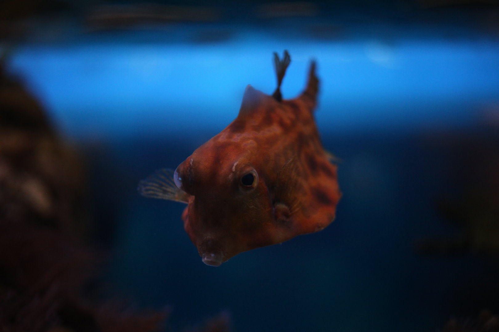 Humpback turretfish (Tetrosomus gibbosus)