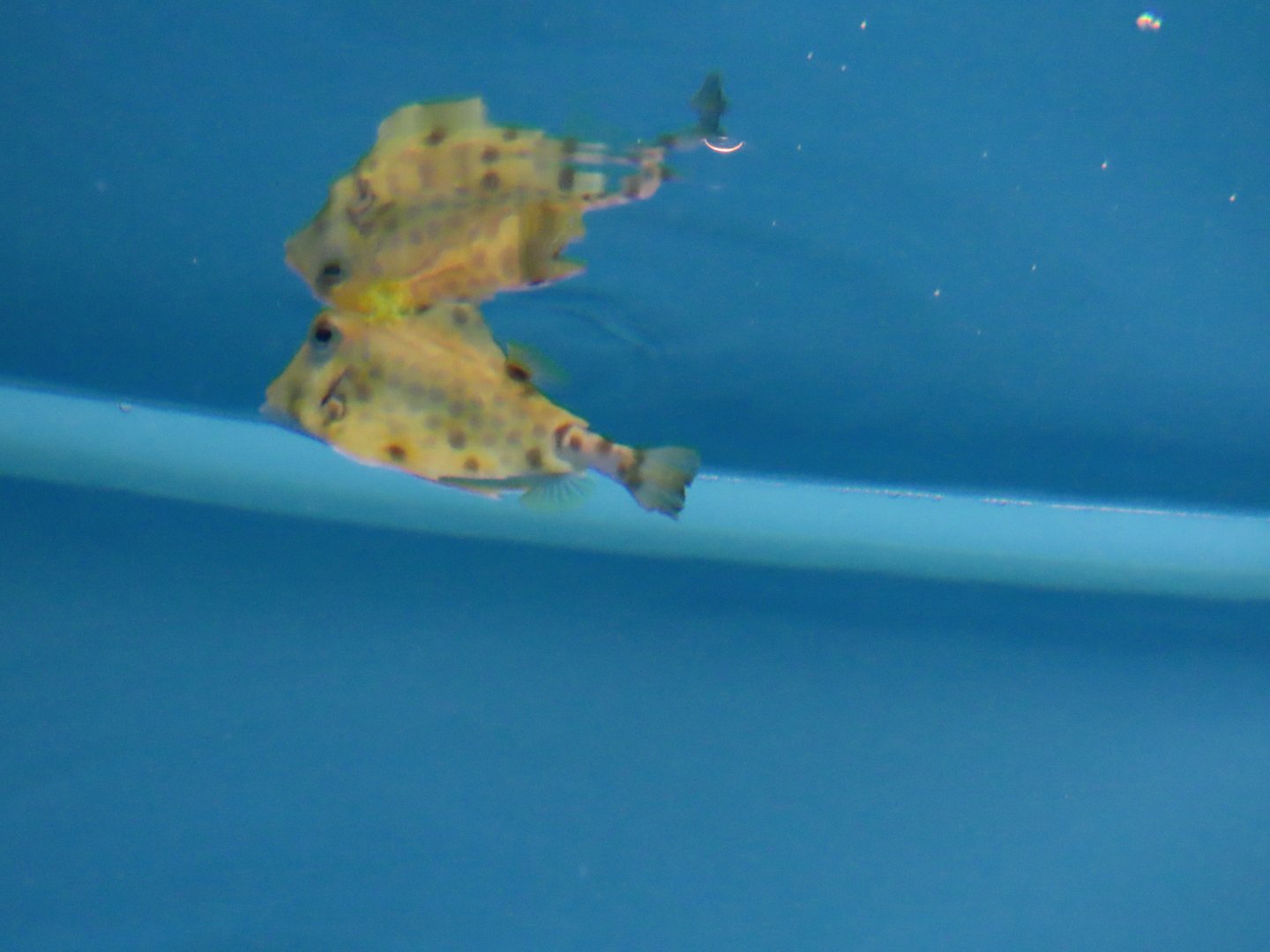 Humpback turretfish (Tetrosomus gibbosus)