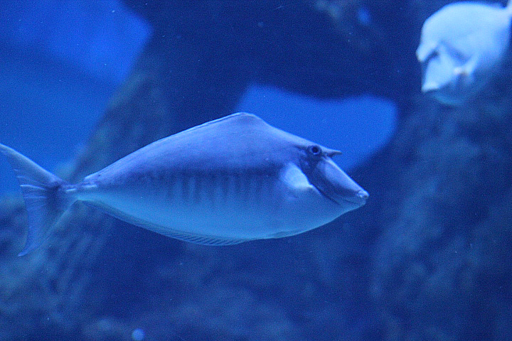 Humpback unicornfish (Naso brachycentron) - BXSea