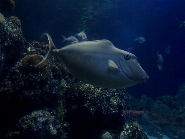 Humpback unicornfish (Naso brachycentron)