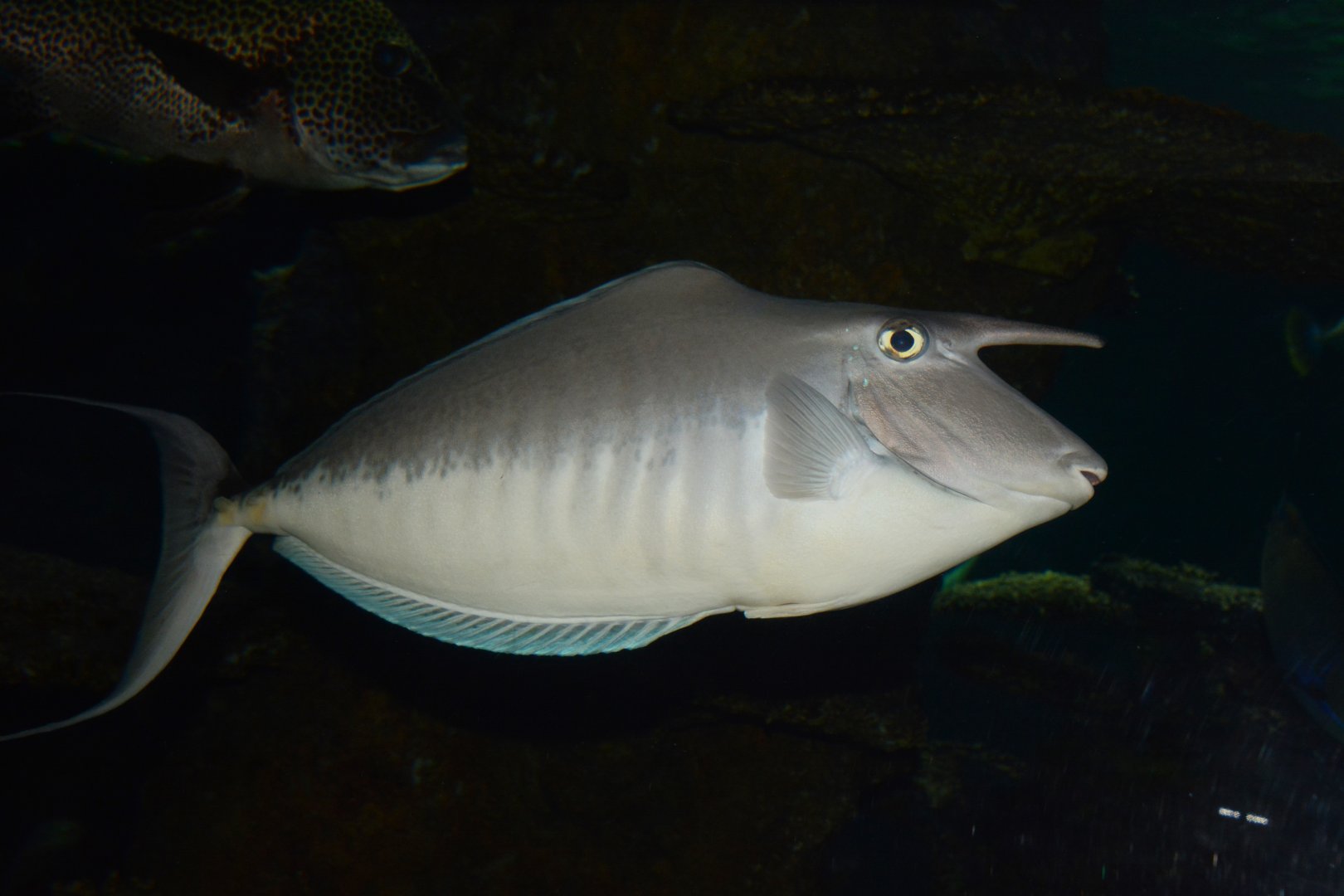 Humpback unicornfish (Naso brachycentron)