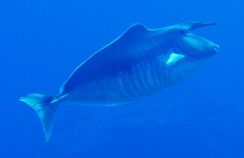 Humpback Unicornfish