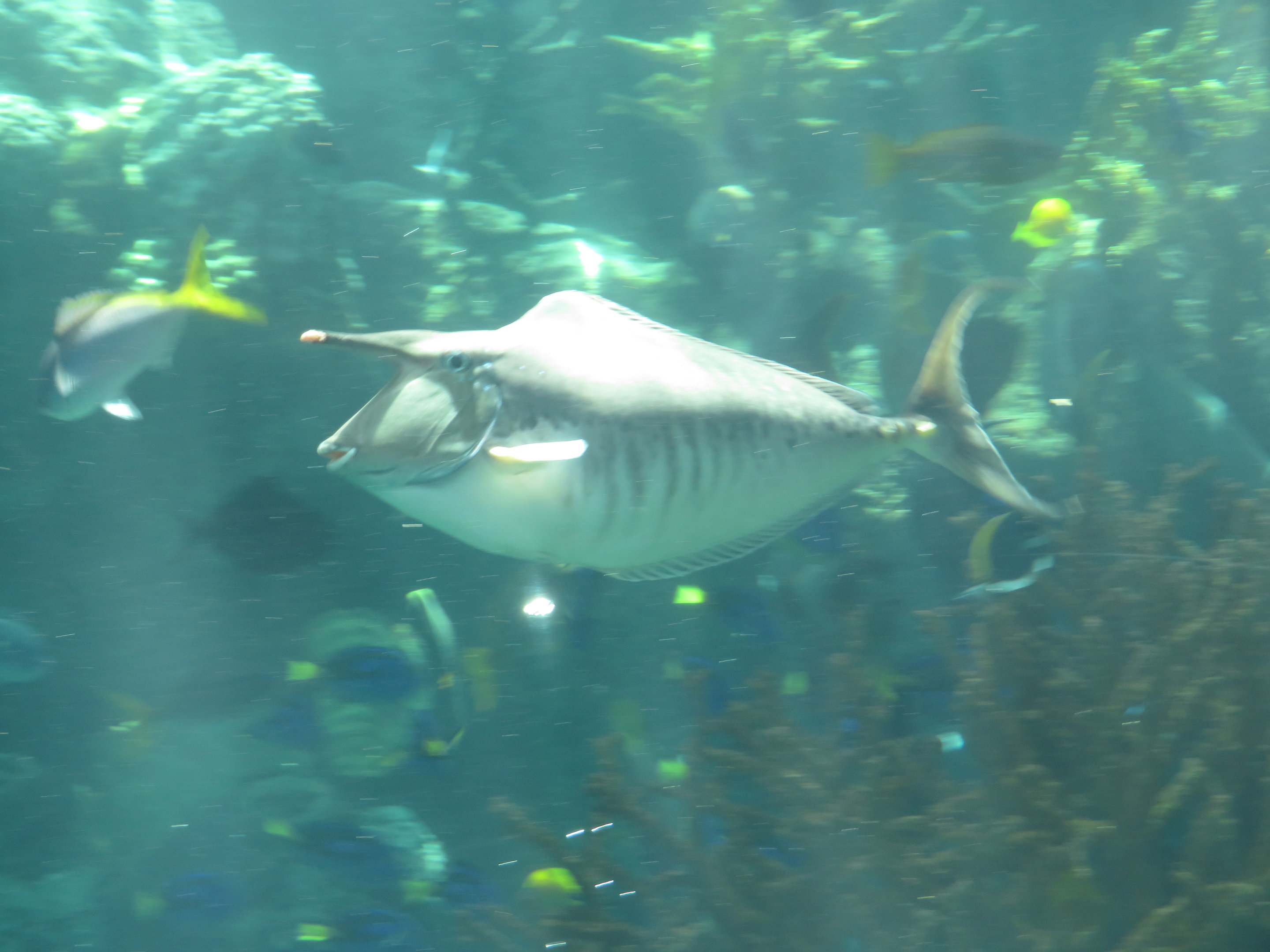 Humpback Unicornfish