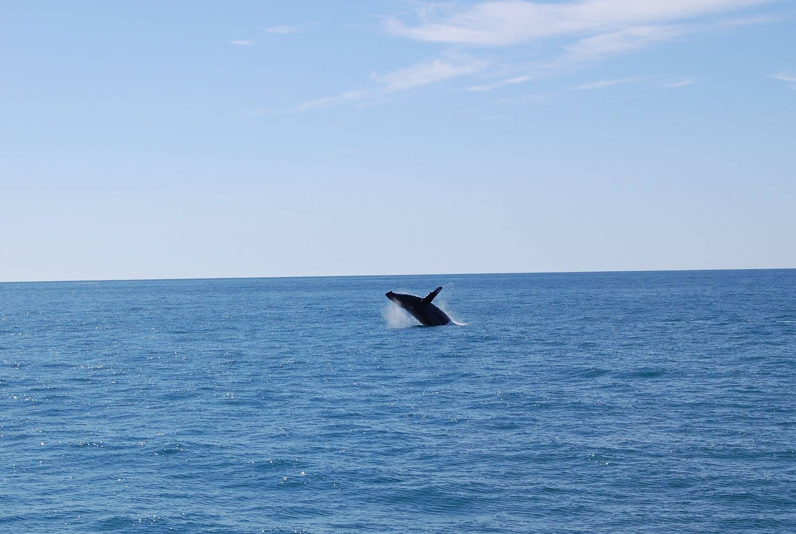 Humpback Whale - Alaska
