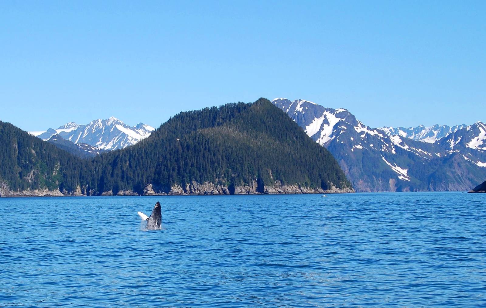 Humpback Whale - Alaska