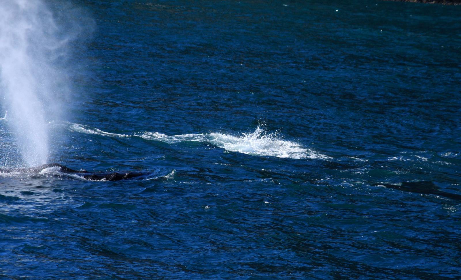 Humpback Whale - Alaska