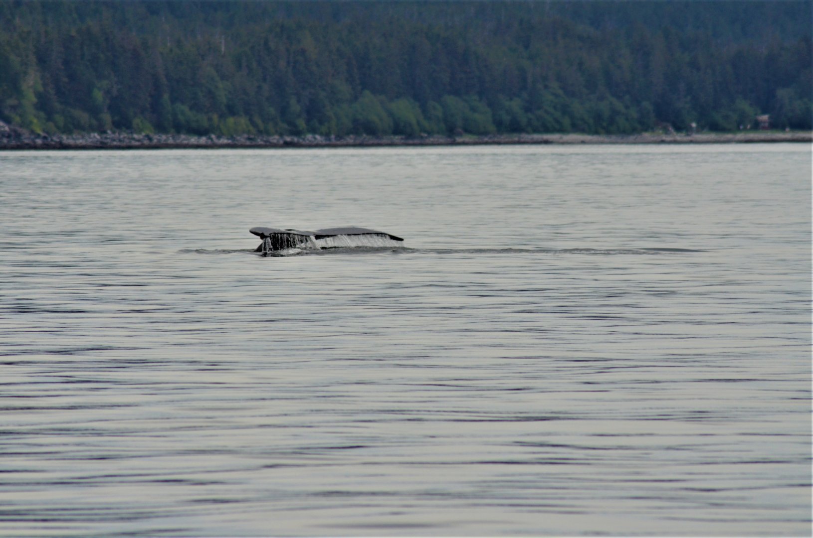 Humpback Whale - Alaska