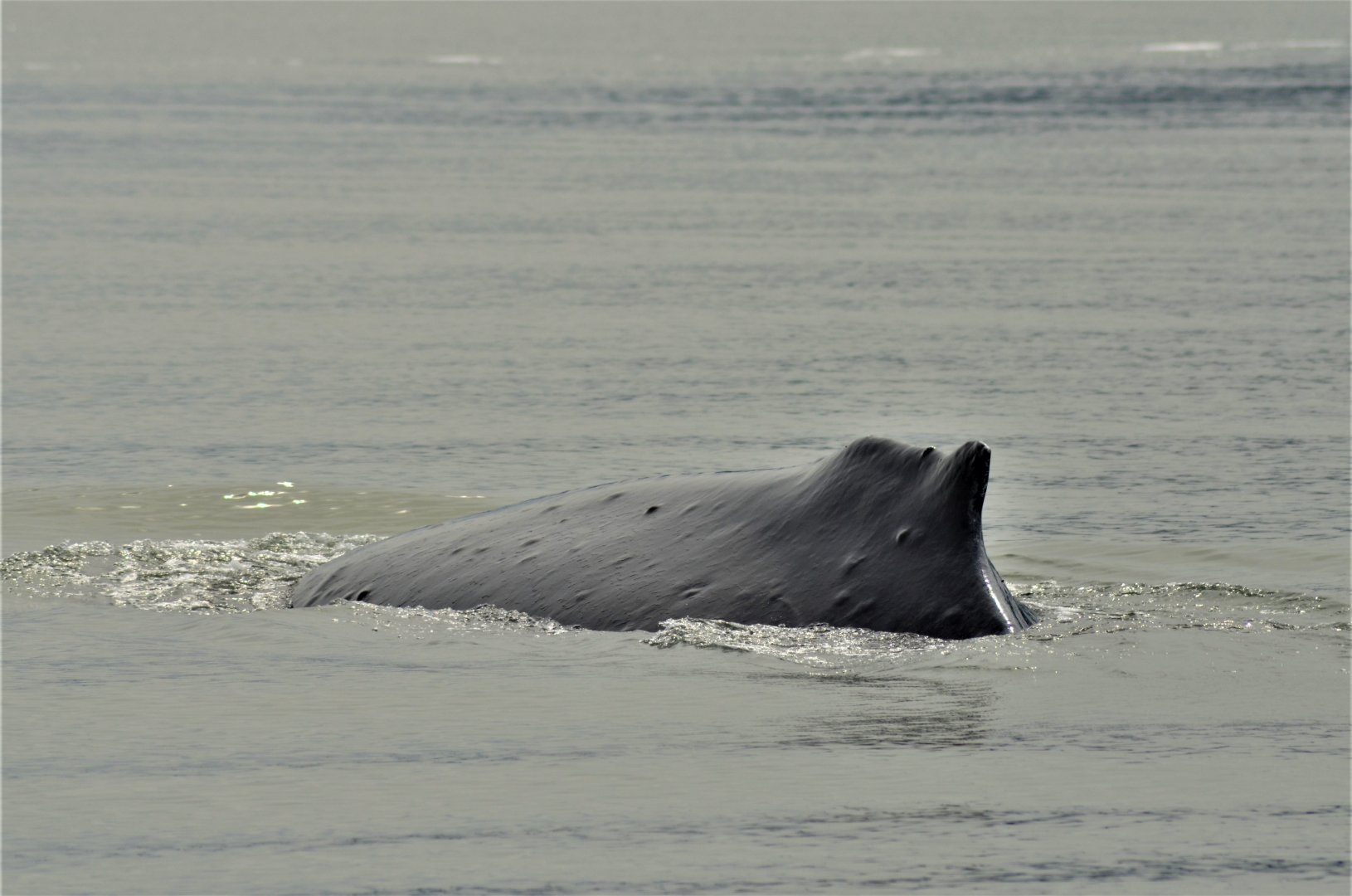 humpback Whale - Alaska