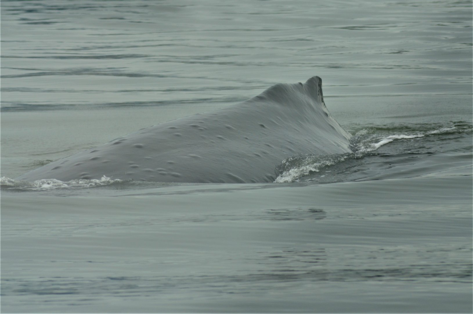 Humpback Whale - Alaska