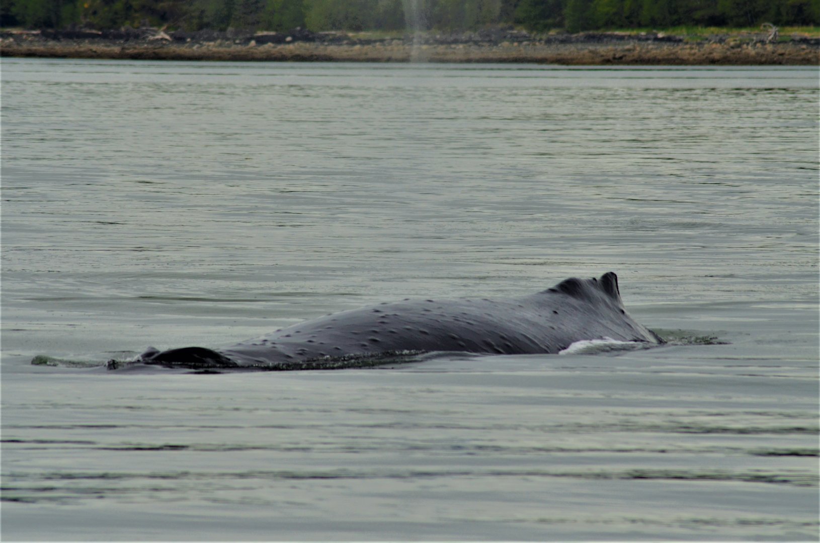 Humpback Whale - Alaska