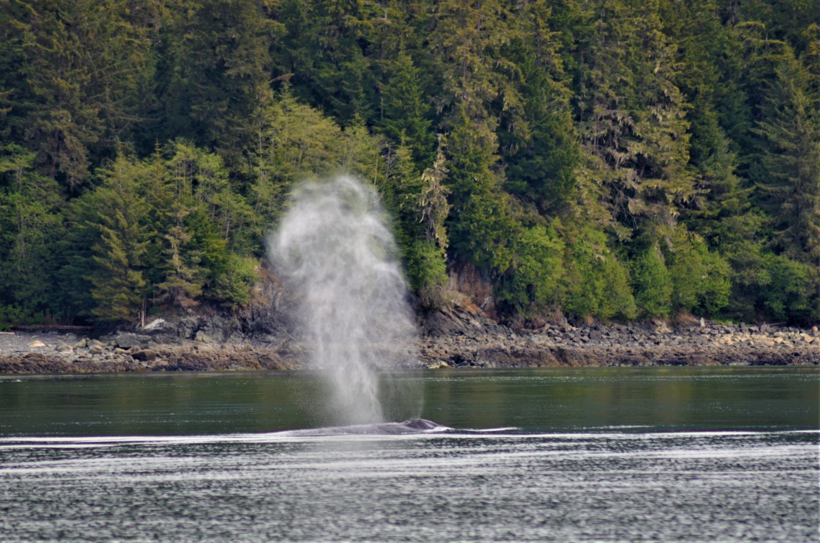 Humpback Whale - Alaska