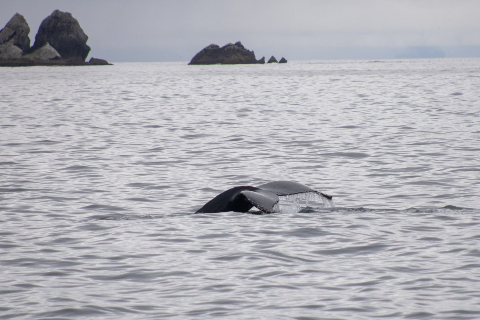 Humpback Whale - Alaska
