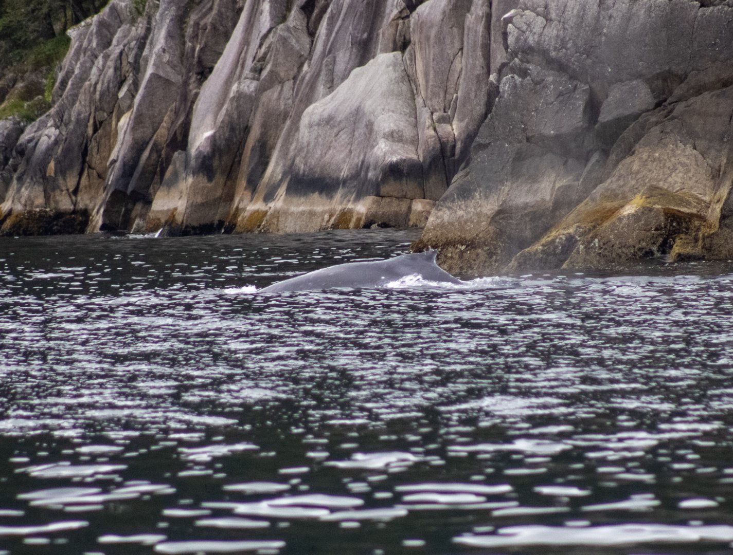 Humpback Whale - Alaska