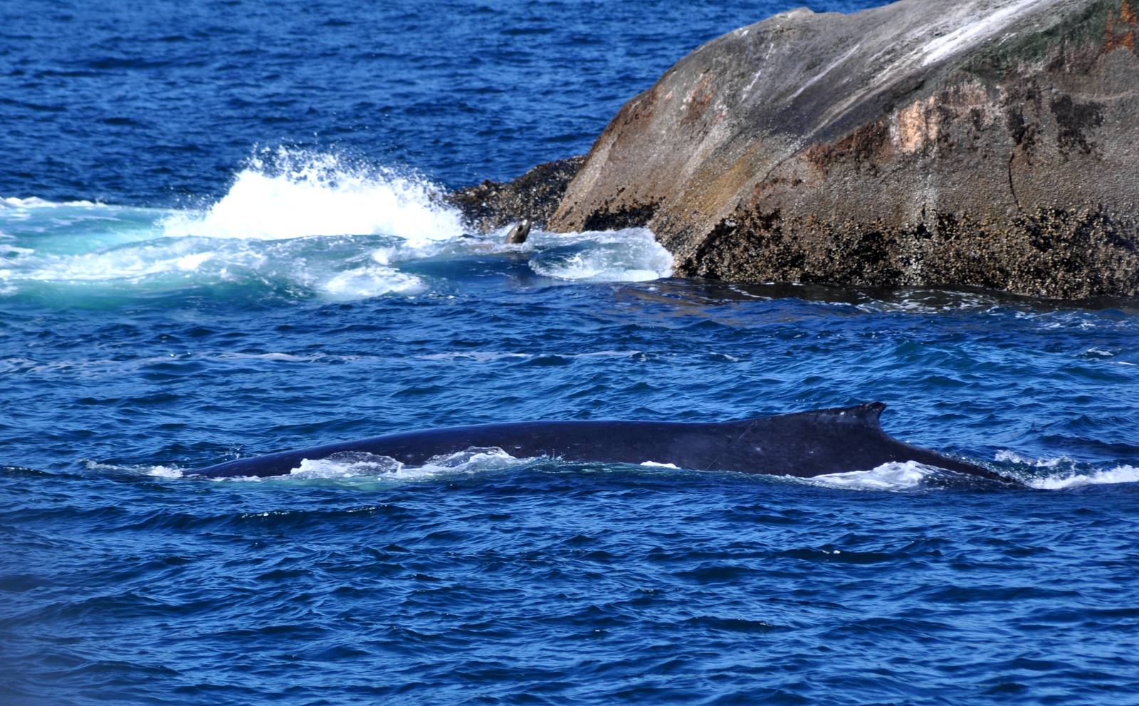 Humpback Whale and Steller Sea Lion - Alaska