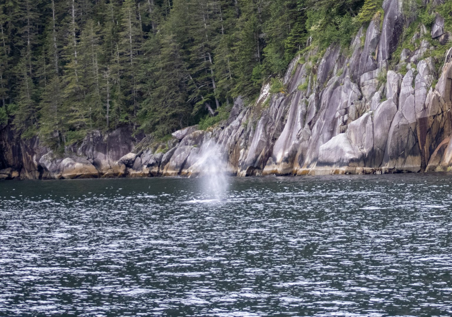 Humpback Whale blow - Alaska