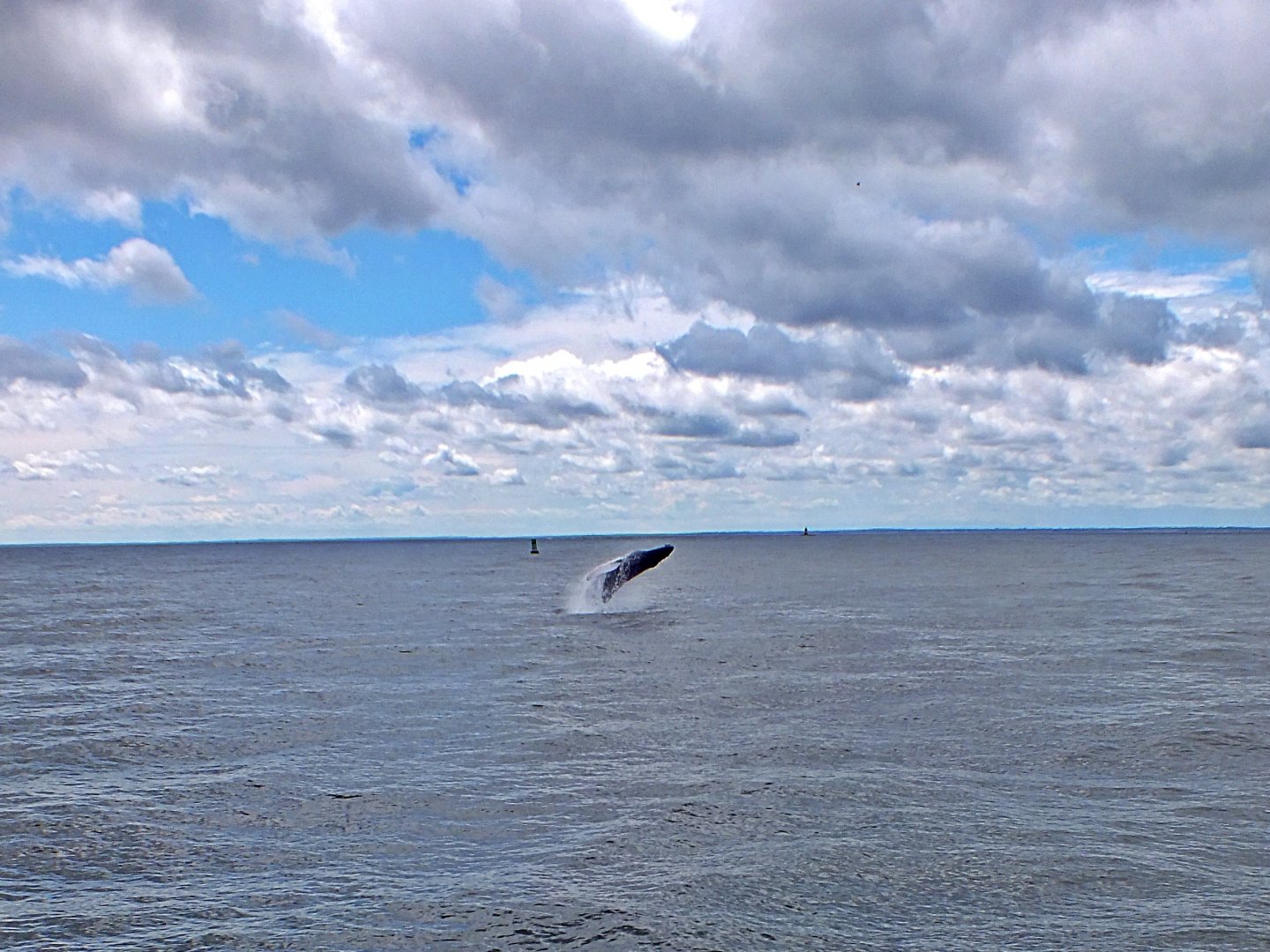 Humpback whale breaching
