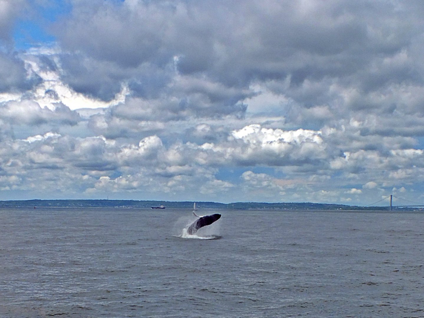 Humpback whale breaching