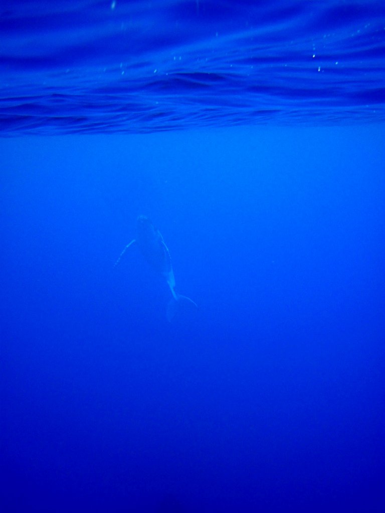Humpback Whale calf