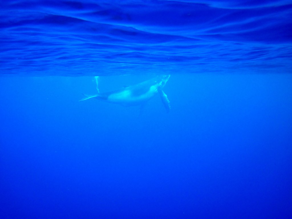 Humpback Whale calf