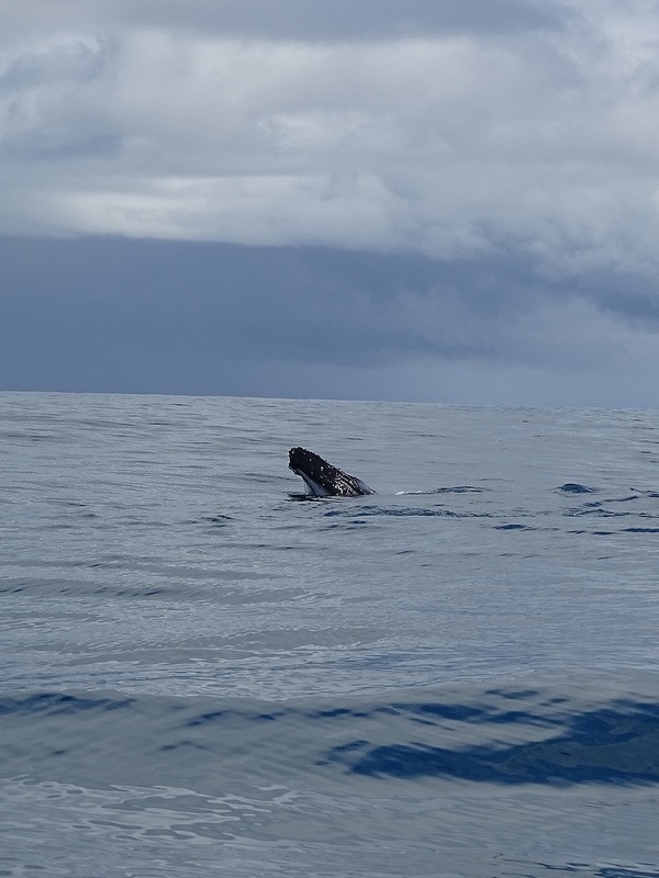 Humpback Whale (calf)