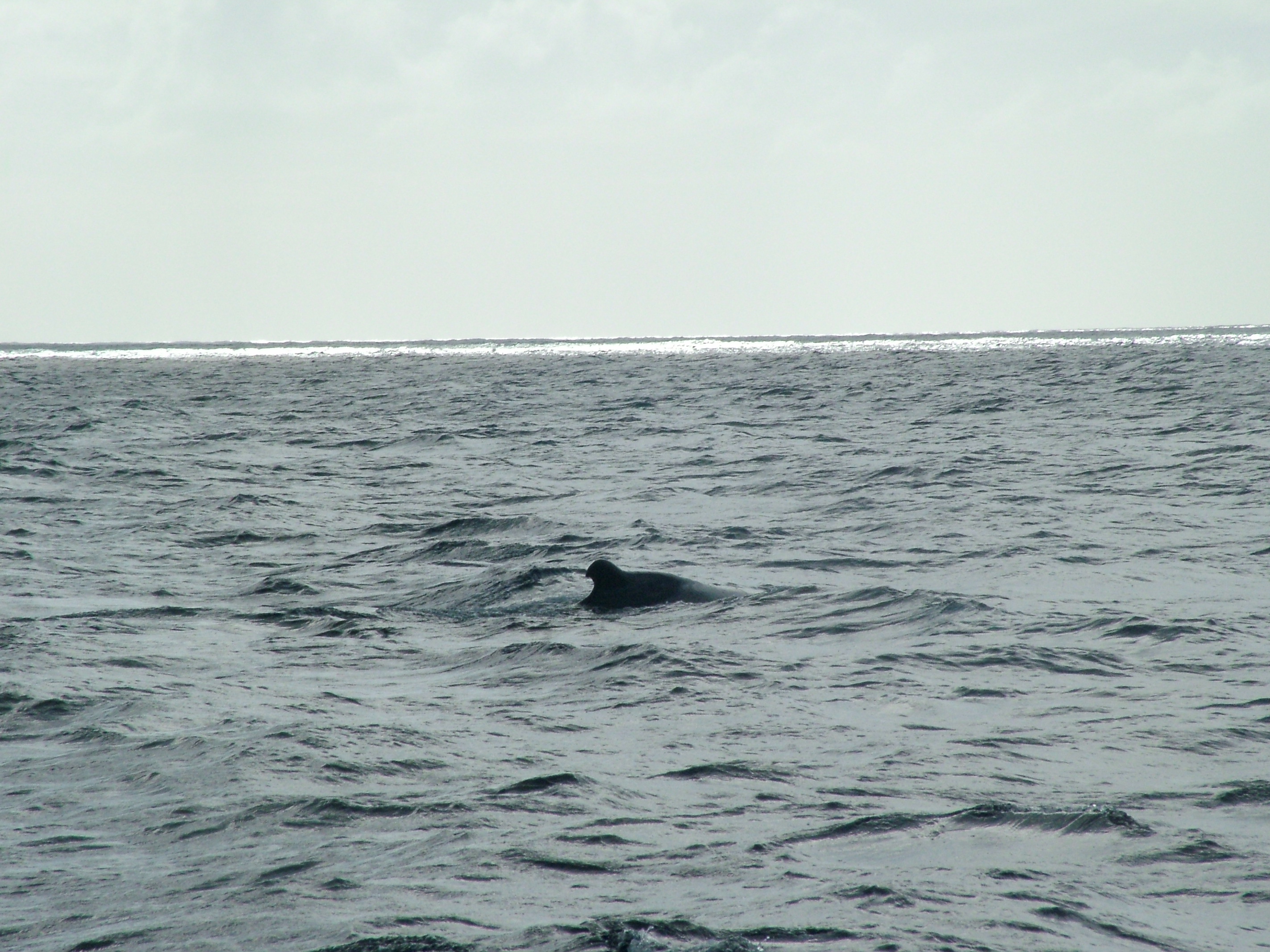 Humpback Whale, Dominica, 2007