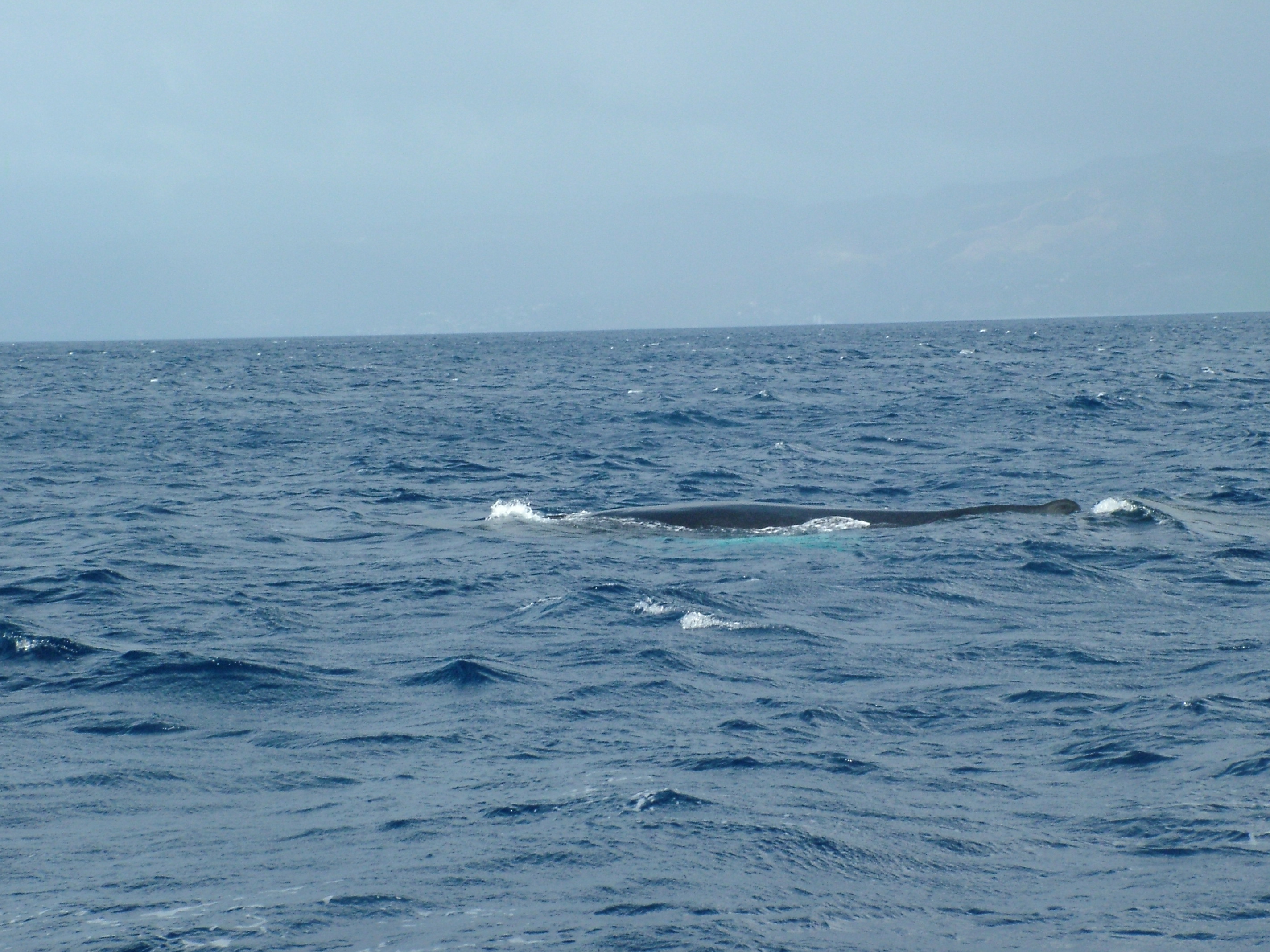 Humpback Whale, Dominica, 2007