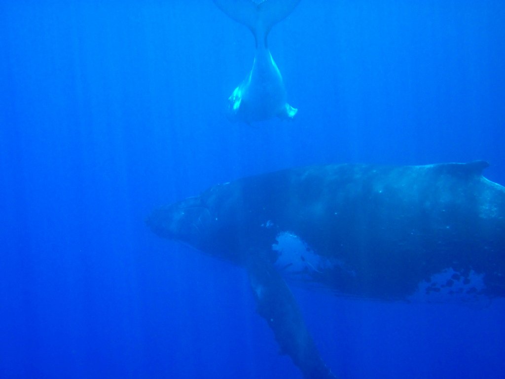 Humpback Whale female and calf