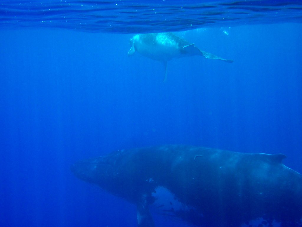 Humpback Whale female and calf