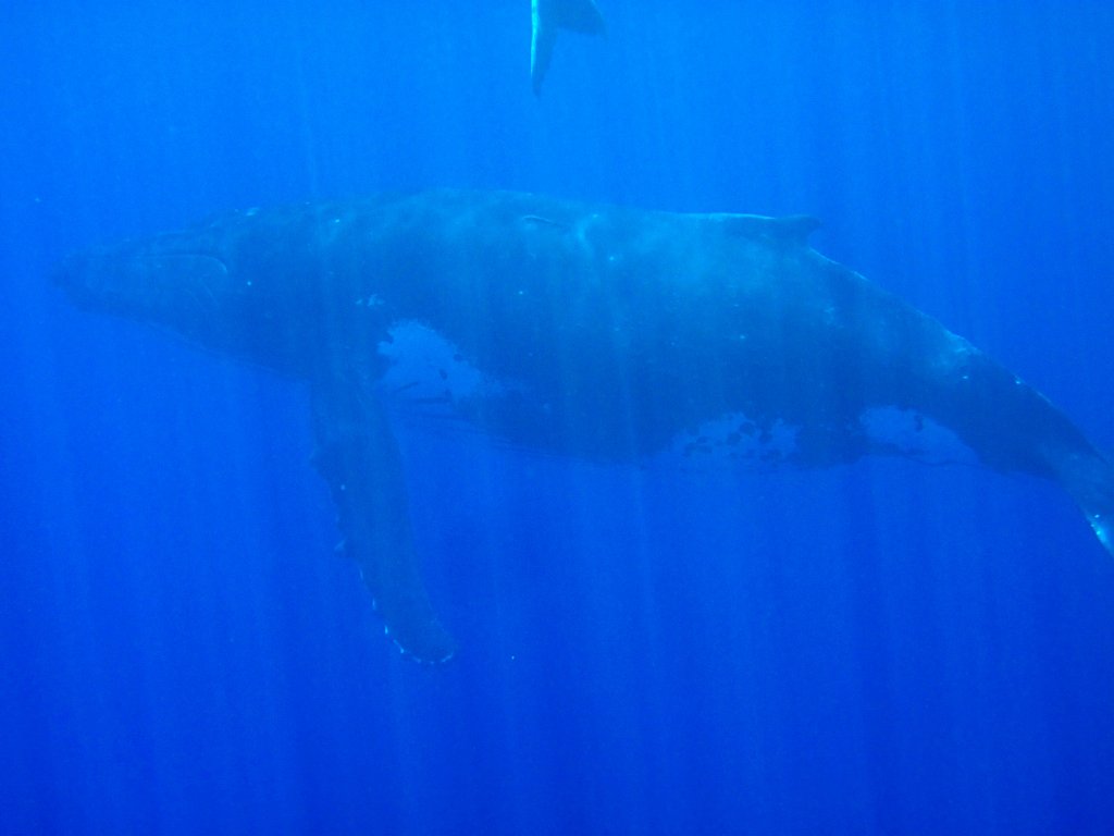 Humpback Whale female