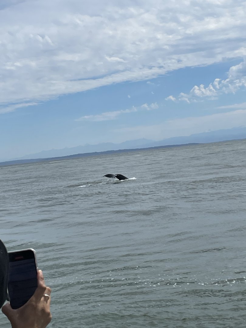 Humpback Whale Fluke