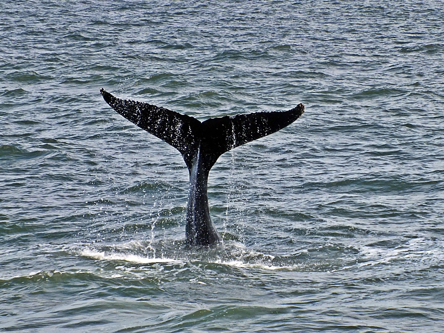 Humpback whale flukes