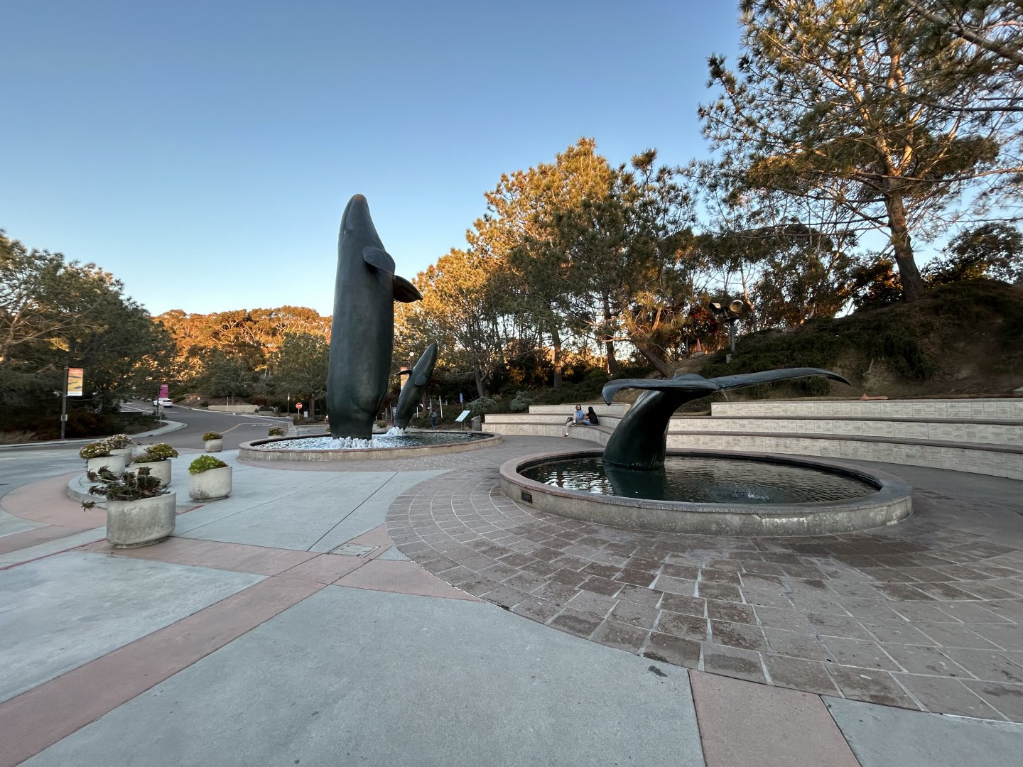 Humpback Whale Fountains