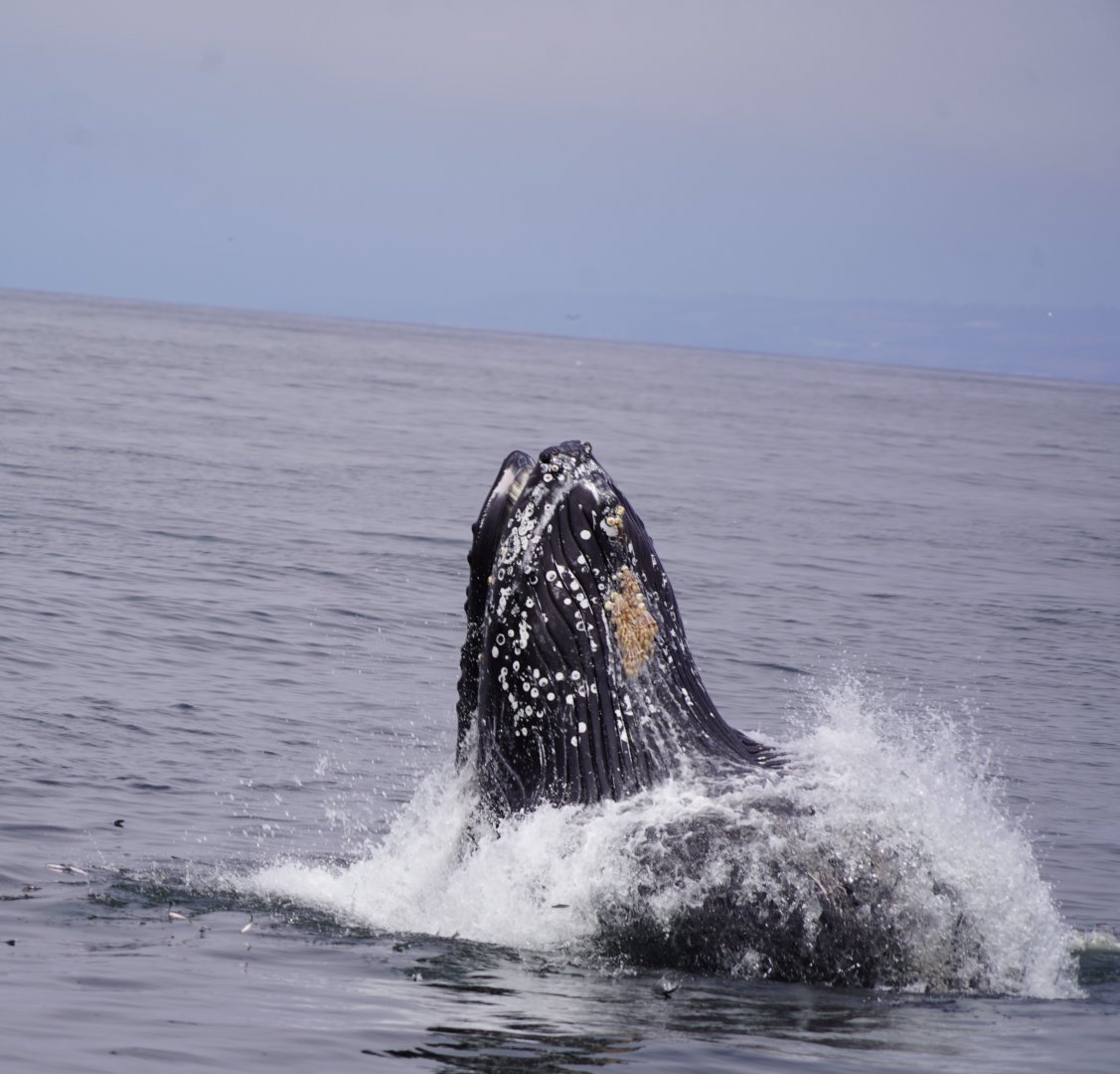 Humpback whale lunge feeding.