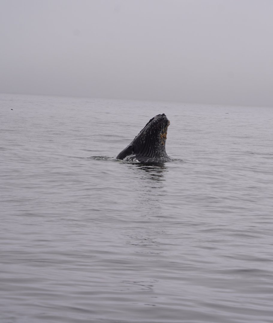 Humpback whale lunge feeding.
