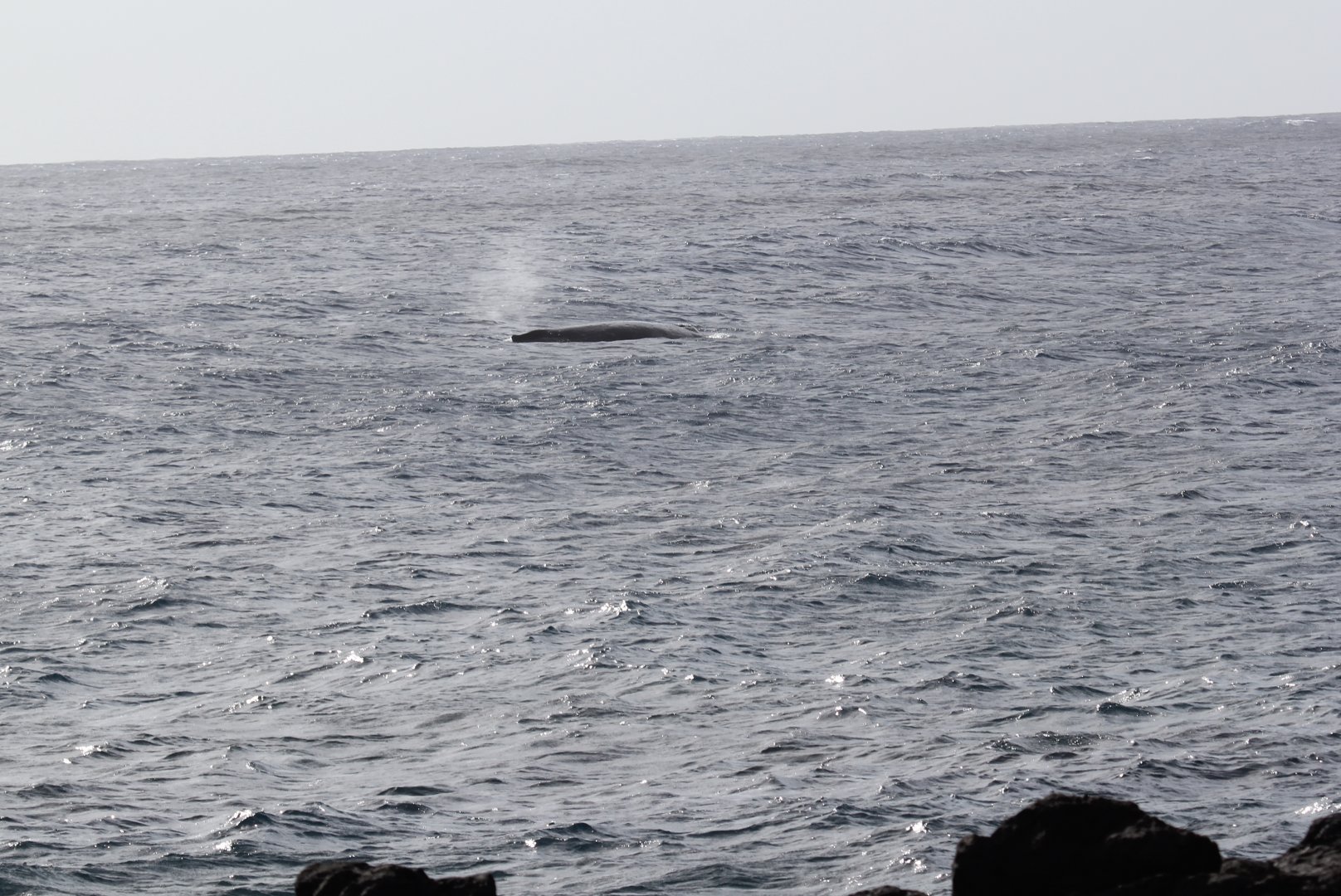 humpback whale (Megaptera novaeangliae) close to the shore